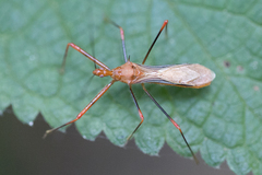 Ricolla quadrispinosa