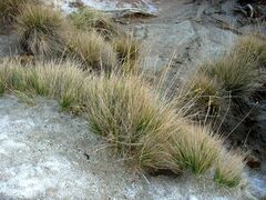 Juncus cooperi