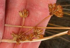 Juncus cooperi