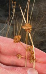 Juncus cooperi