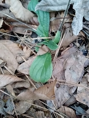 Lithospermum tuberosum