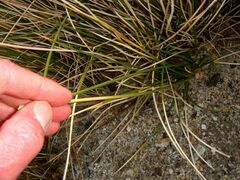 Juncus cooperi