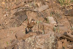 Pteroptochos megapodius