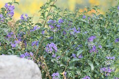 Solanum crispum