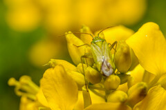 Closterotomus