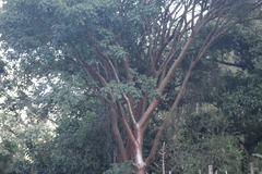 Bursera simaruba