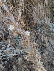 Cirsium mohavense