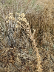 Cirsium mohavense