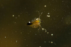 Daphnia