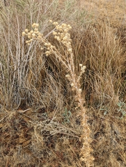 Cirsium mohavense