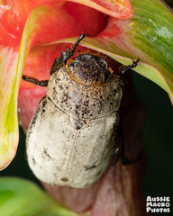 Dermolepida albohirtum
