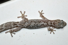Amalosia lesueurii