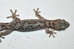 Amalosia lesueurii