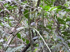 Dysithamnus mentalis