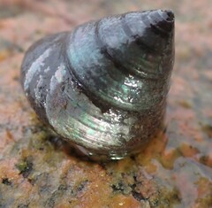 Calliostoma zizyphinum