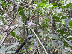 Dysithamnus mentalis