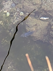 Cyprinodon nevadensis