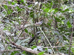 Dysithamnus mentalis