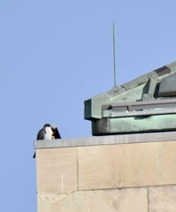 Falco peregrinus