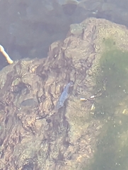 Cyprinodon nevadensis