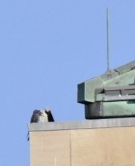 Falco peregrinus