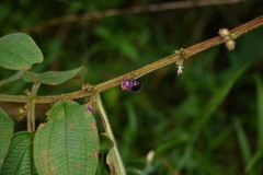 Miconia rubra