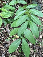 Citharexylum caudatum