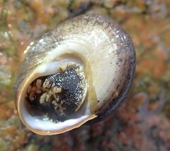 Calliostoma zizyphinum