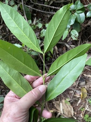 Citharexylum caudatum