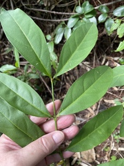 Citharexylum caudatum