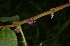 Miconia rubra