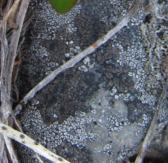 Rhizoplaca chrysoleuca