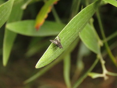 Diptera