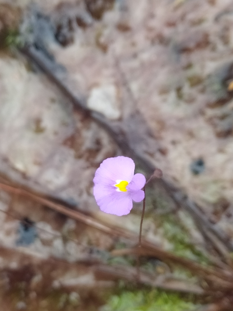 Utricularia purpureocaerulea A.St.-Hil. & Girard 4