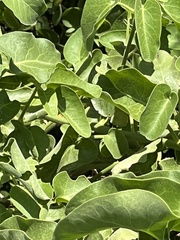 Cryptocarpus pyriformis