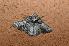 Hypobapta diffundens