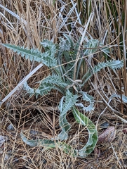 Cirsium mohavense