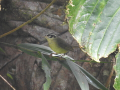 Basileuterus tristriatus
