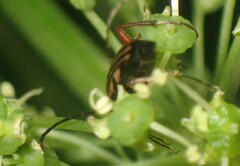 Lepturini