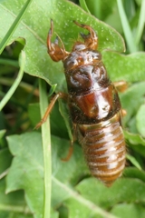 Amphipsalta zelandica