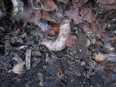 Deroceras reticulatum