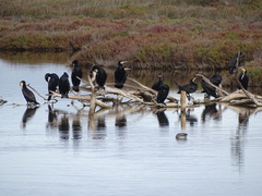 Phalacrocorax carbo sinensis