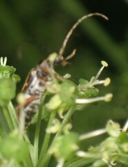 Lepturini