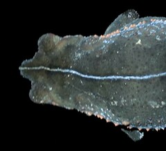 Rhinella