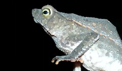 Rhinella
