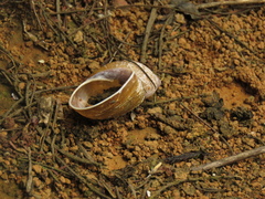 Plekocheilus succineoides