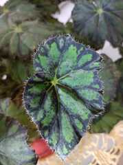 Begonia bowerae