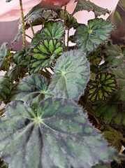 Begonia bowerae