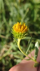Grindelia pulchella discoidea