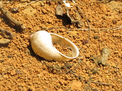 Plekocheilus succineoides